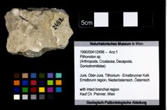 Foto (Objekt + Etikett) von Pithonoton sp.  (NHMW-GEO-1990-0041-2498)